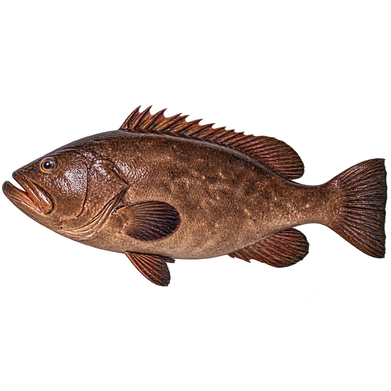 Black Grouper